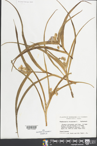 Tradescantia virginiana image