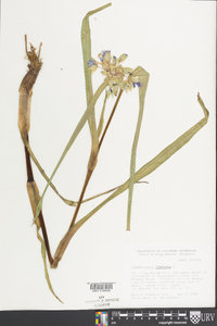 Tradescantia virginiana image