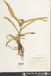 Tradescantia virginiana image