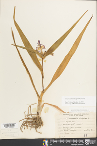 Tradescantia subaspera image