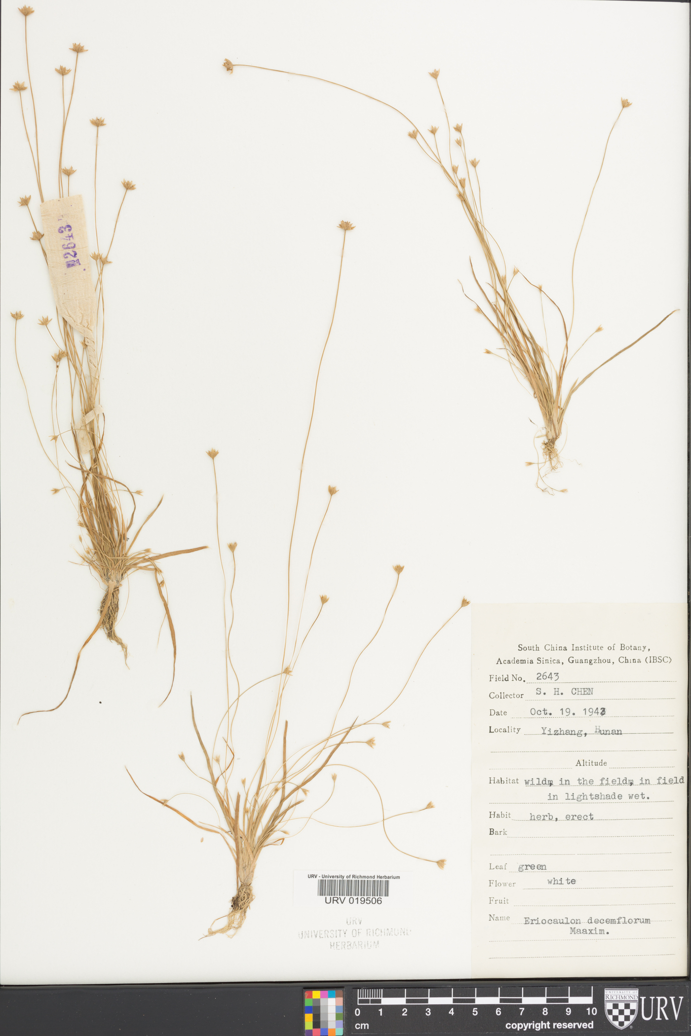 Eriocaulon decemflorum image