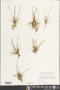 Eriocaulon parkeri image