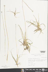 Eriocaulon septangulare image