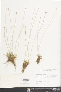 Lachnocaulon anceps image