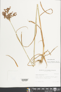 Juncus biflorus image