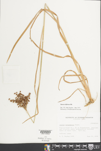 Juncus biflorus image