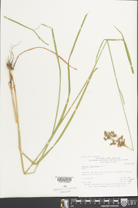 Juncus biflorus image