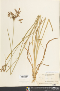 Juncus biflorus image