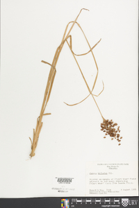 Juncus biflorus image