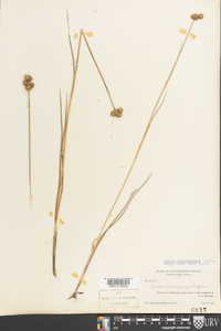 Juncus brachycarpus image