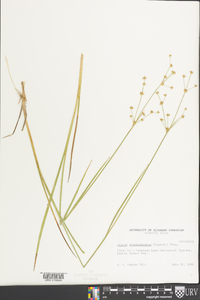 Juncus brevicaudatus image