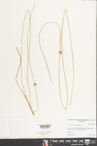 Juncus coriaceus image