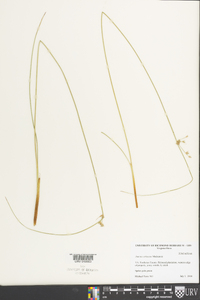 Juncus coriaceus image