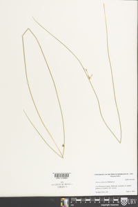 Juncus coriaceus image