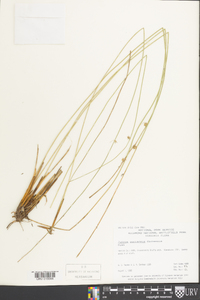 Juncus coriaceus image