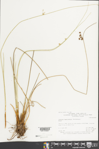 Juncus coriaceus image