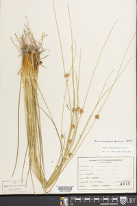 Juncus coriaceus image