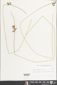 Juncus coriaceus image
