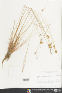 Juncus coriaceus image