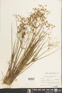 Juncus diffusissimus image