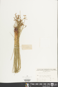 Juncus pylaei image