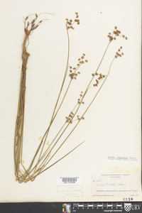 Juncus elliottii image