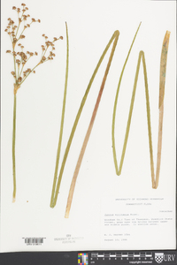 Juncus militaris image