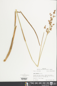 Juncus nodatus image