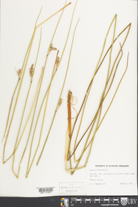 Juncus roemerianus image