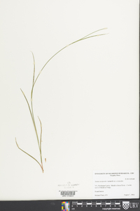 Juncus scirpoides image