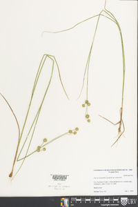 Juncus scirpoides image