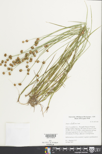 Juncus scirpoides image