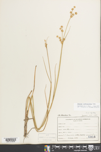 Juncus scirpoides image