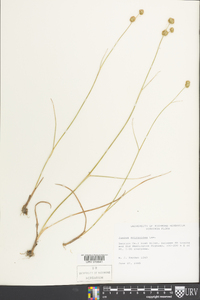 Juncus scirpoides image