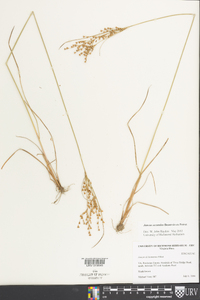 Juncus secundus image