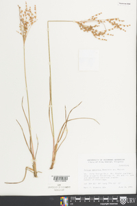 Juncus secundus image