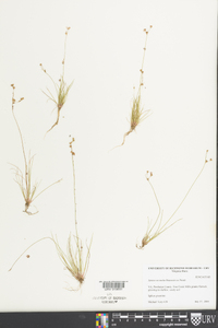 Juncus secundus image