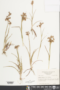 Luzula bulbosa image