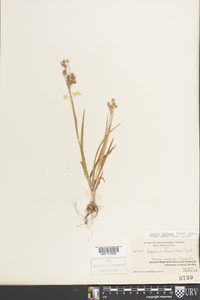 Luzula bulbosa image