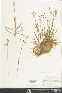 Luzula echinata image