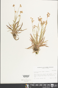 Luzula echinata image