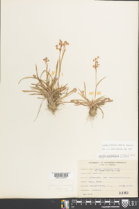 Luzula echinata image