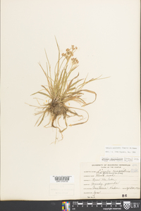 Luzula echinata image