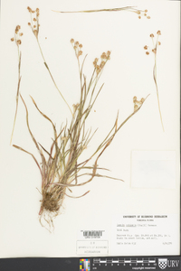 Luzula echinata image