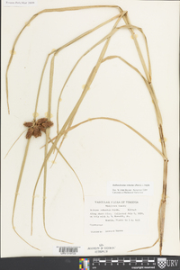 Bolboschoenus robustus image