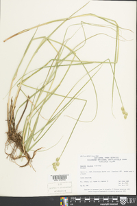 Carex alata image