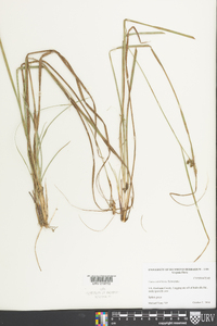 Carex caroliniana image