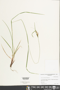 Carex caroliniana image