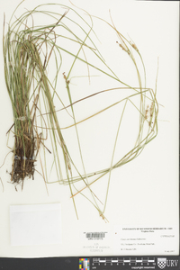 Carex caroliniana image