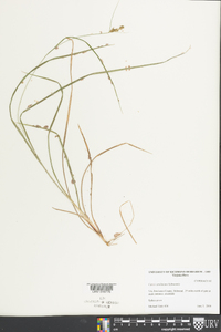 Carex caroliniana image